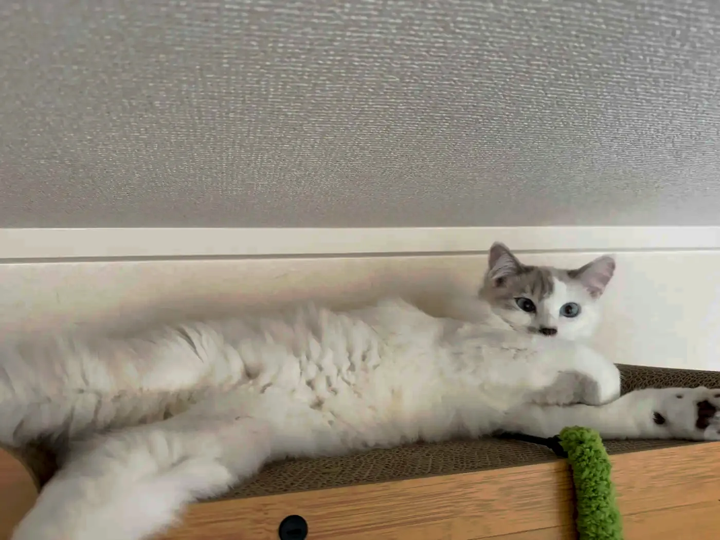 棚の上で寝そべる白猫ルル