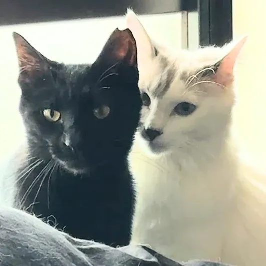 白猫ルルと黒猫シュナが並んでこちらを見ている写真