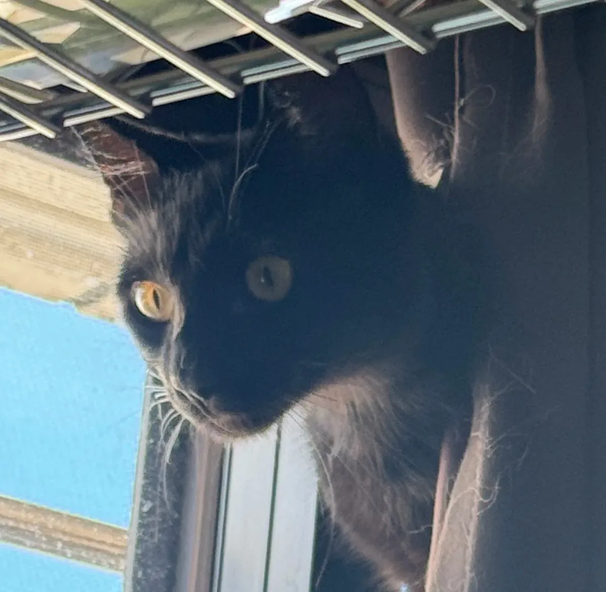 黒猫シュナが窓辺でこちらを見ている写真